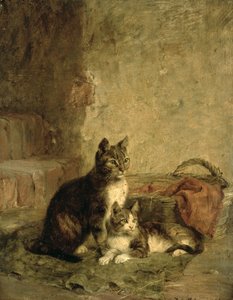 Katzen, 1883